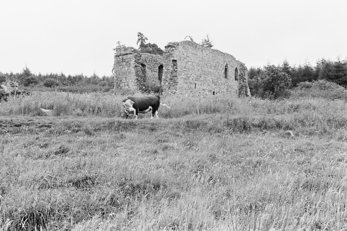 A black and white image of the ruins of Rait Castle amongst tall grass. A cow stands in the foreground of the castle