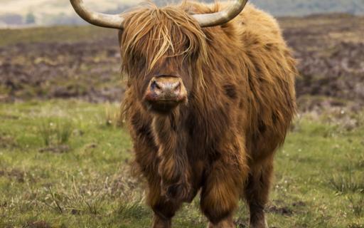Highland cow stares at camera with mountain backdrop