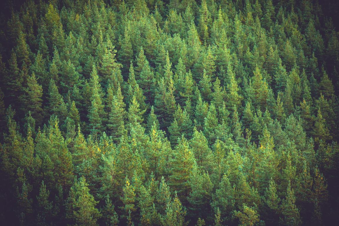 Rothiemurchus Forest. (Credit: VisitScotland/ Damian Shields)