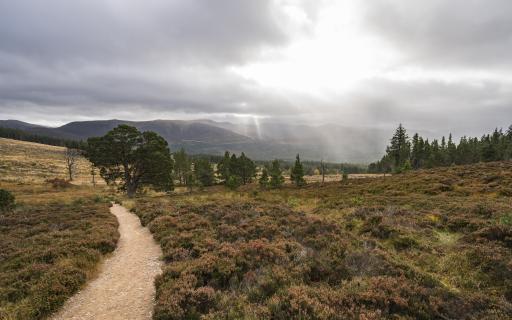 Views northeast over the massive exapnse of Abernethy Forest, The Cairngorms National Park