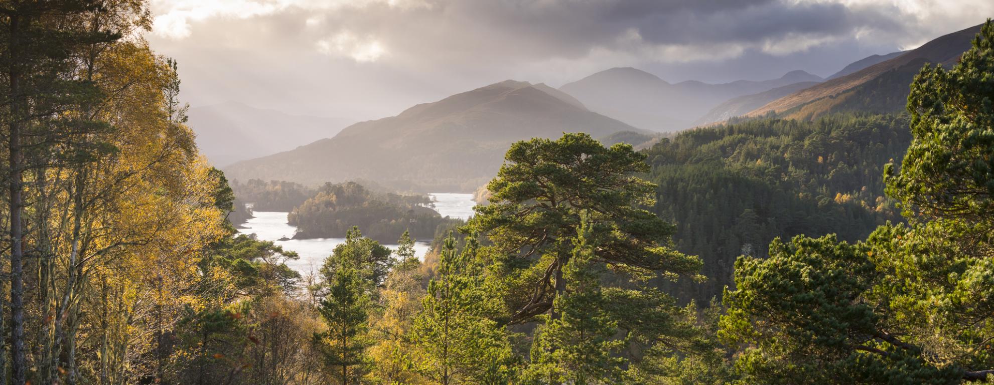 Tall green trees illuminated by the golden sunlight. The outline of tall mountains and a loch can be seen in the background of the image.