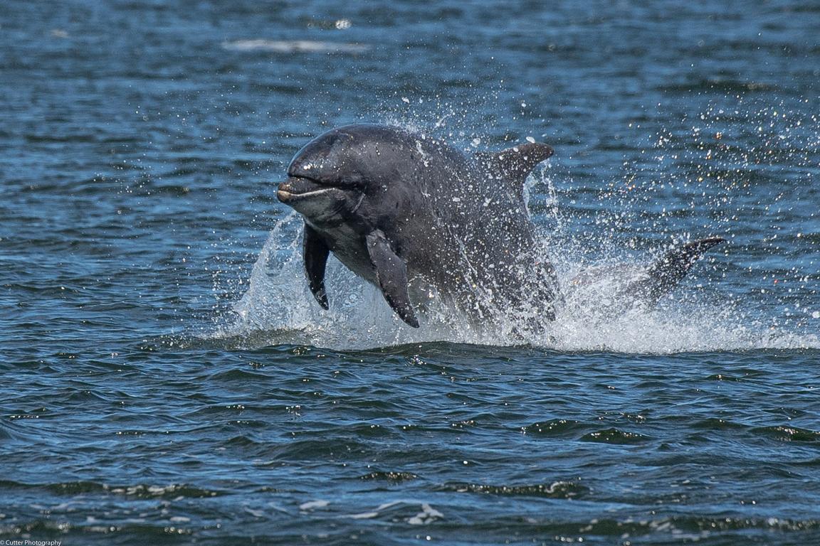 Bottlenose Dolphin spotted in Nairn (Credit: Nairn BID/Kenny MacLeod)