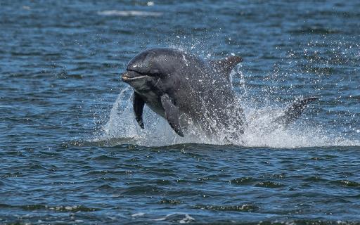 Bottlenose Dolphin spotted in Nairn