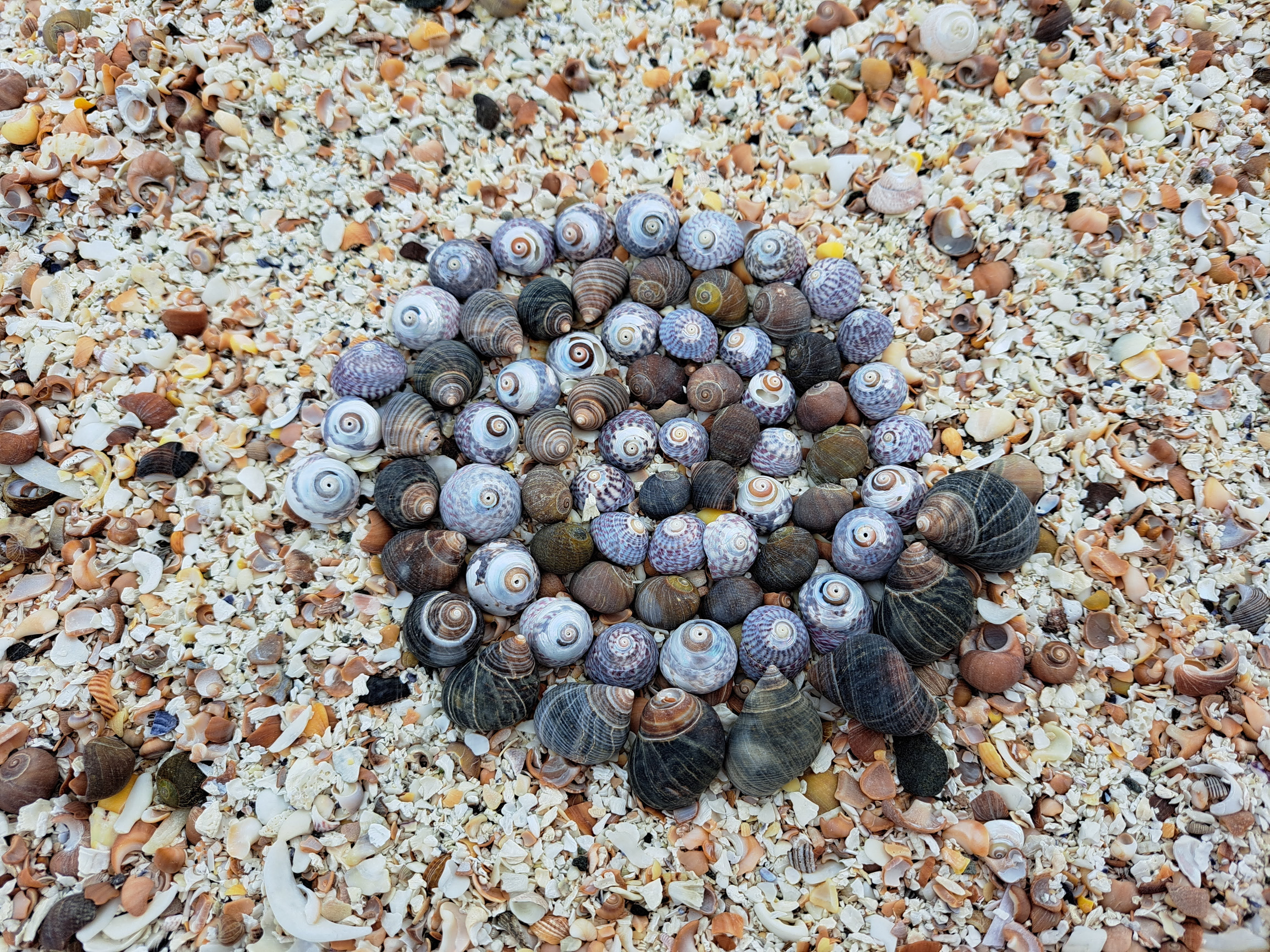 Shells arranged in the shape of a spiral