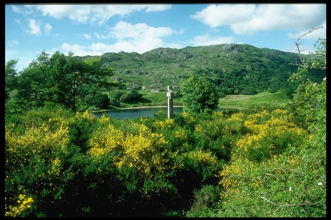 Looking onto a large stone Celtic cross, in the centre of the image. The cross is surrounded by lush green shrubs with yellow flowers.