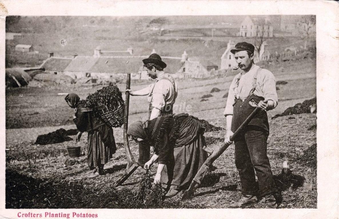 A black and white image of four crofters planting potatoes in the early 20th century