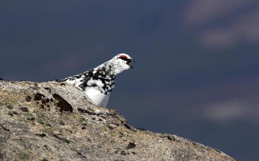 Ptarmigan spotted in the Cairngorms
