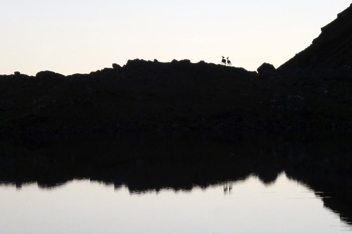 The shadows of red deer on rocky land by Lochan on Slioch