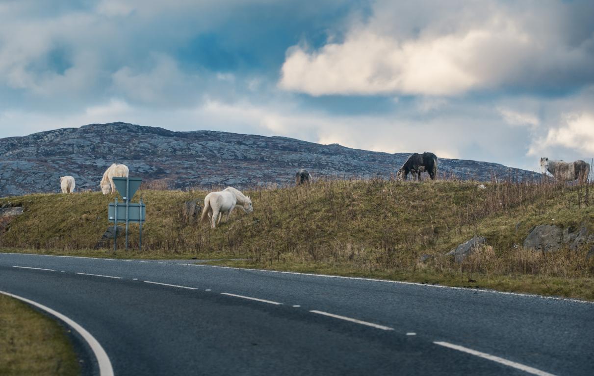 Watch out for local wildlife on Uist! (Credit: Airborne Lens)