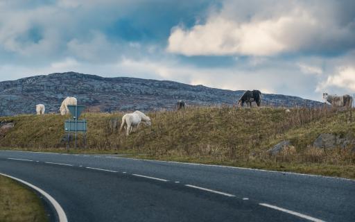 Watch out for local wildlife on Uist!