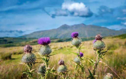 Photograph of thistles growing in Cruachan