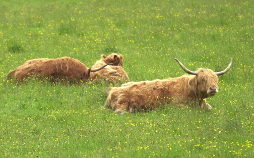 Three ginger Highland cows sit in a field of small yellow flowers.