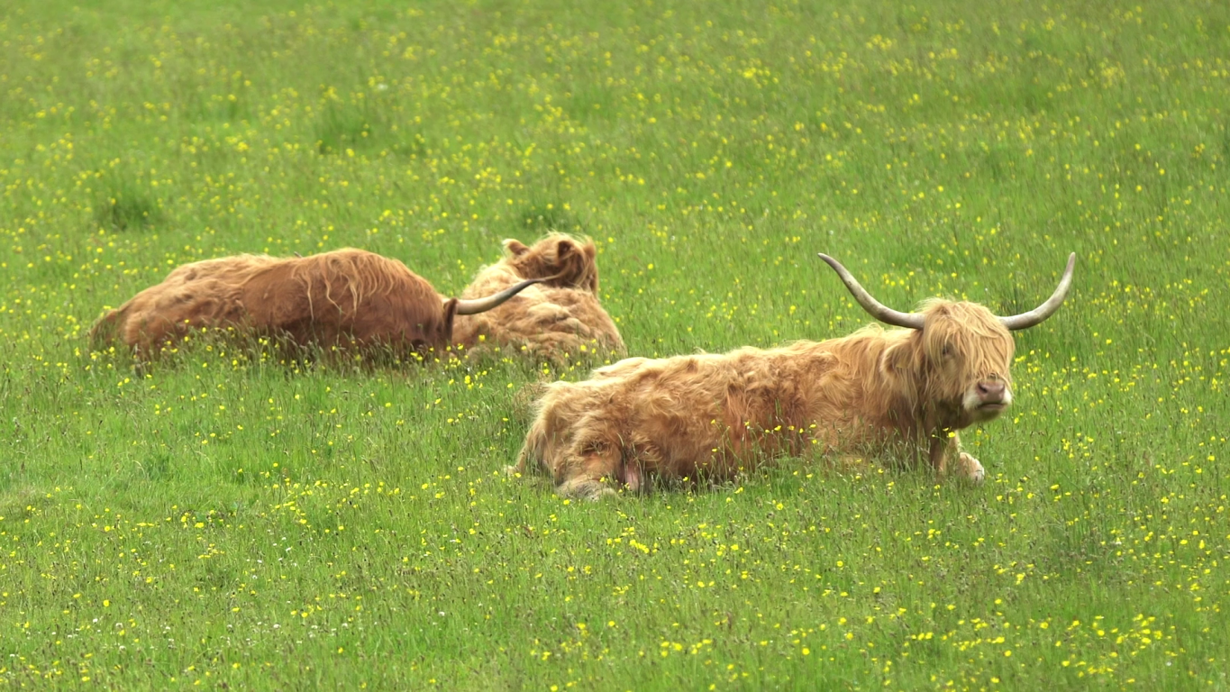 Lairg is known for peaceful surroundings and curious local wildlife. (Credit: Venture North)