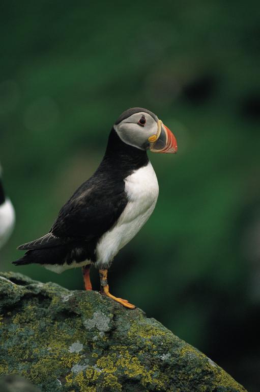 Puffin perched on the Treshnish Isles. (Credit: VisitScotland/ Paul Tomkins)