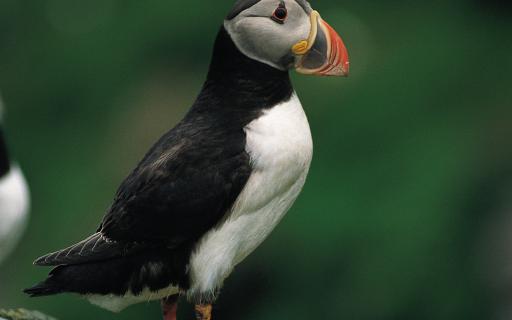 Puffin perched on the Treshnish Isles.