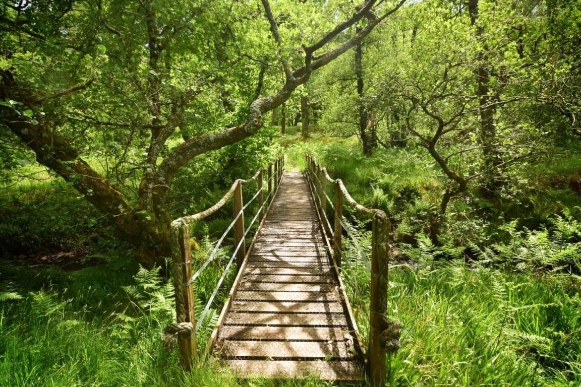                         The Pigtail Bridge at Balnakailly, Bute Community Forest, Argyll and the Isles (Credit: Bute Community Forest)
                        