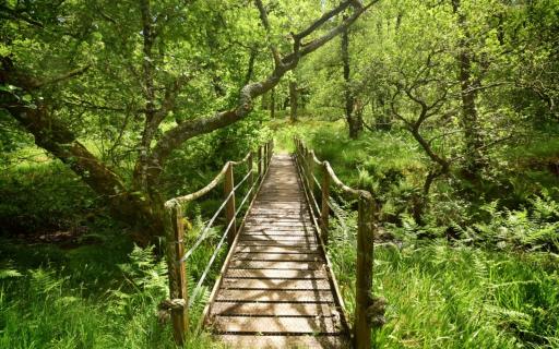 The Pigtail Bridge at Balnakailly, Bute Community Forest, Argyll and the Isles