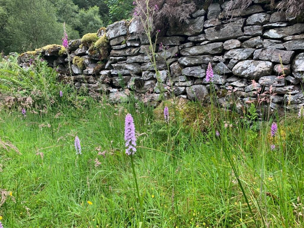                         The Old Settlement at Balnakailly, Bute Community Forest, Argyll and the Isles (Credit: Bute Community Forest)
                        