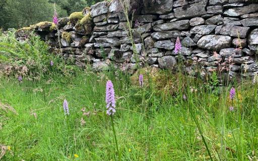 The Old Settlement at Balnakailly, Bute Community Forest, Argyll and the Isles