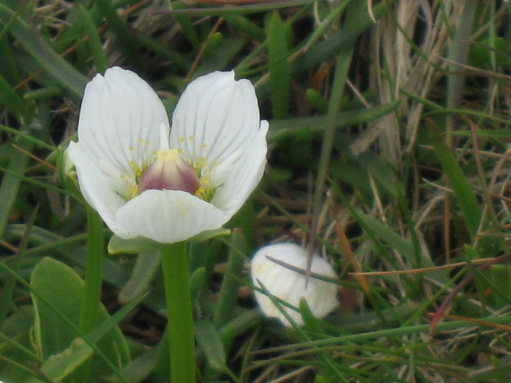 A small white flower in a field of green grass