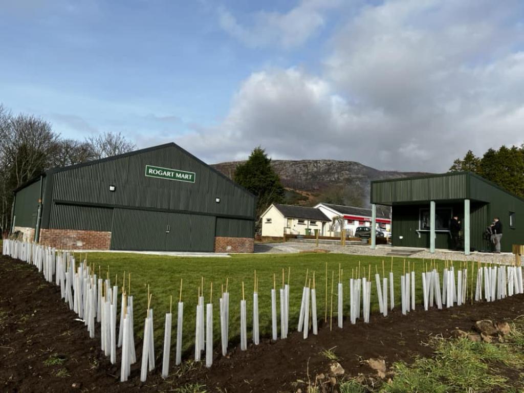 A black building with the words 'Rogart Mart' in a white font on top of a green sign. In front of the building is a green lawn. Tree saplings covered in rolled white sheets line the perimeter of the lawn.