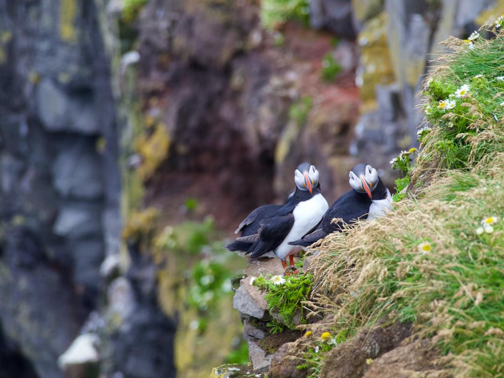 Two puffins stare directly into the camera. The birds are perched on a rocky cliff face covered with a layer of green grass and daisies.