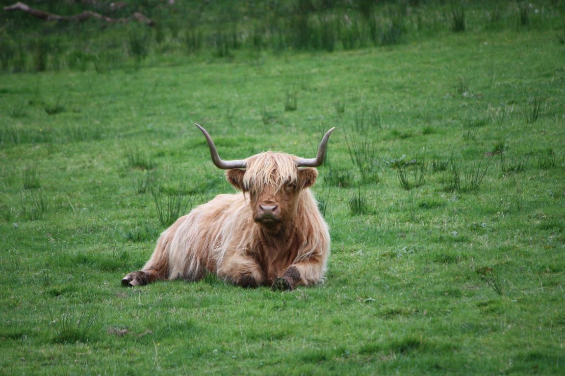A brown Highland cow with large horns sits in a field of green grass.