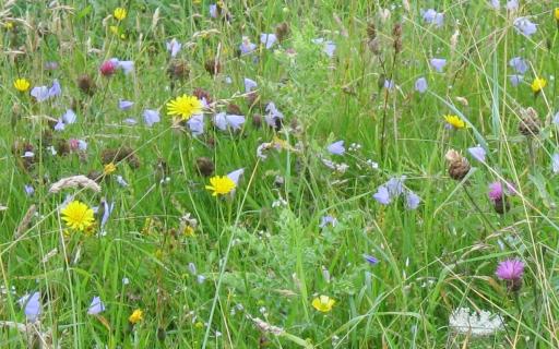 A colourful array of purple, yellow, and white wildflowers in bloom in amongst tall green grass.