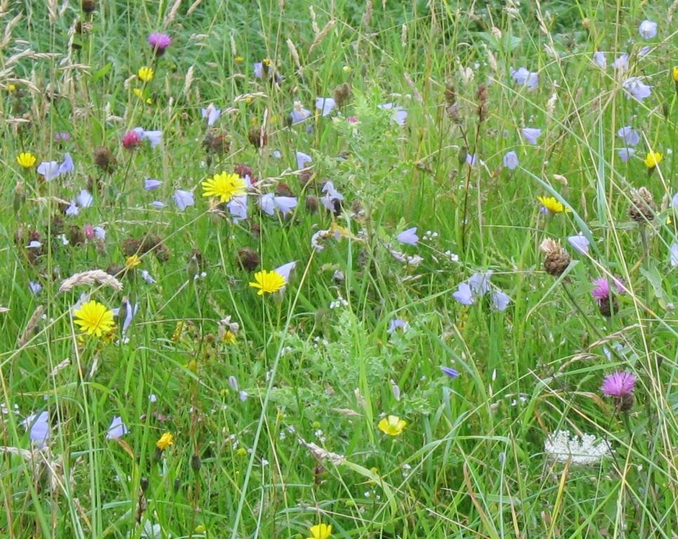 A colourful array of purple, yellow, and white wildflowers in bloom in amongst tall green grass.