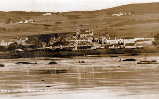 A pod of whales just visible in the Dornoch Firth. The town of Bonar Bridge sits in the centre, background of the image.