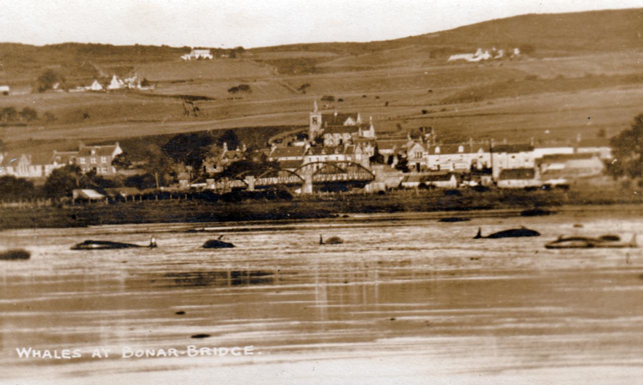 Whale sightings are rare in the Highlands and Islands but every so often you can spot a fin! Bonar Bridge, 1927. (Credit: Tain & District Museum)