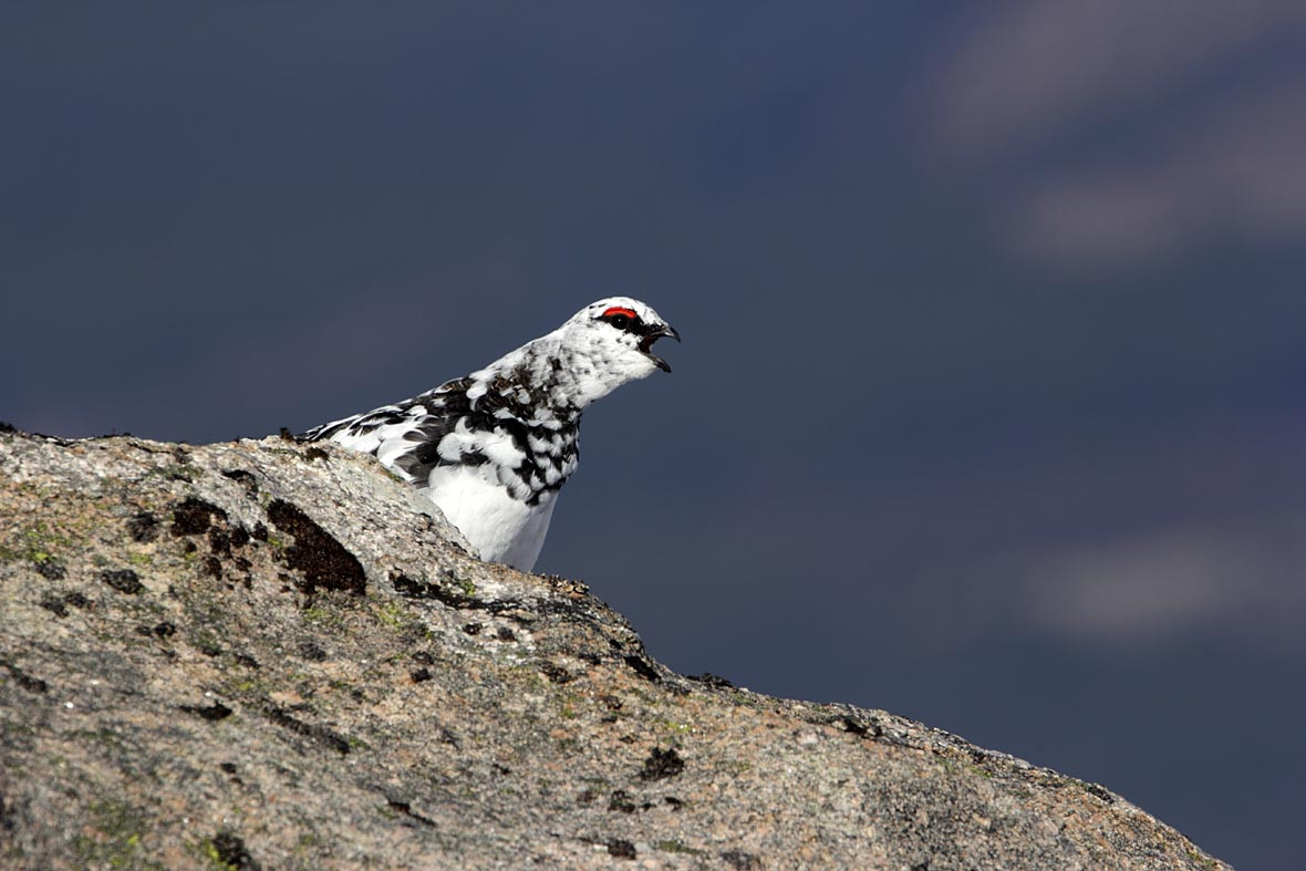 A black and white ptarmigan bird perched on a rock landscape